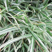 Hedging Bamboo: Why Malay Dwarf Variegated is the Perfect Green Screen